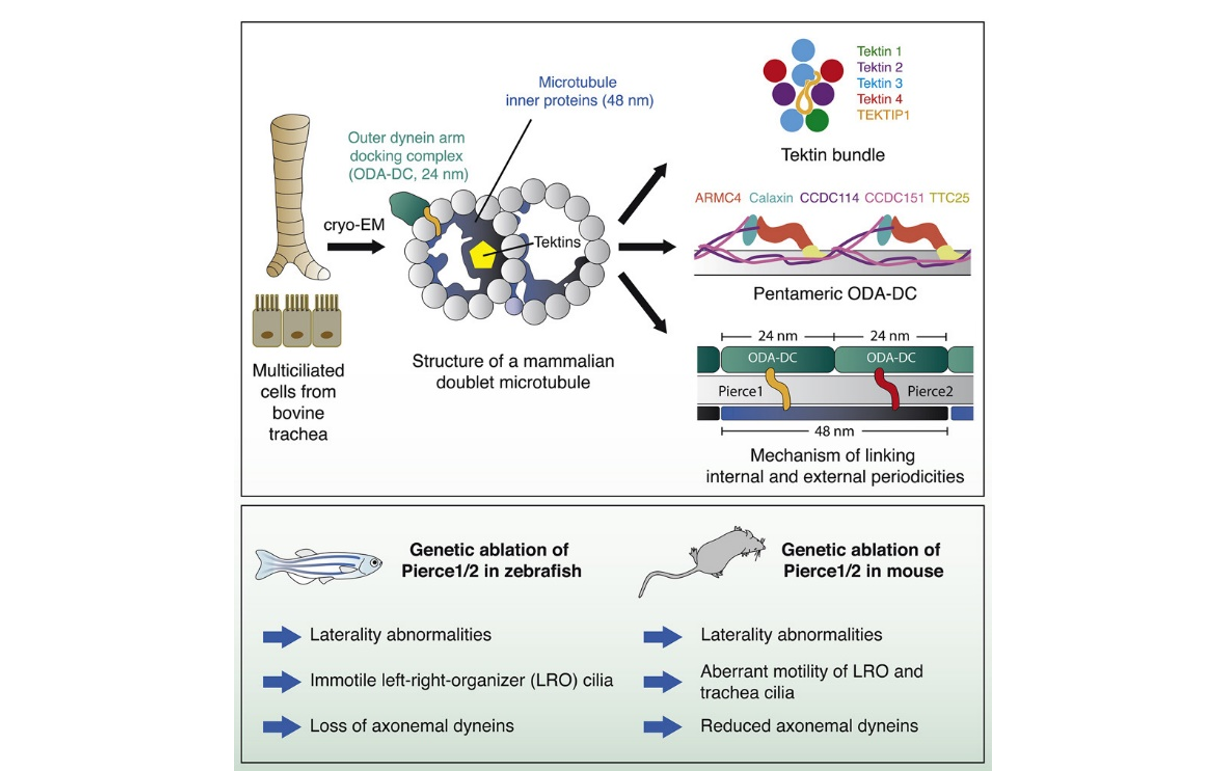 Graphical abstract summarising the main findings of the paper