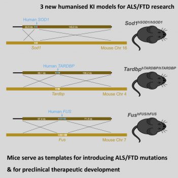 Graphic of 3 humanised knock-in mouse models for ALS/FTD research